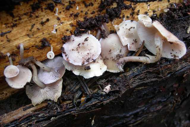 Dopo il risveglio, le prime specie